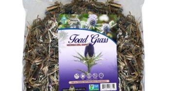 Hierba Natural de Mexico Hierba Sapo